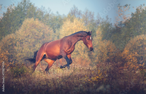 Bay horse galloping on the trees background in autumn