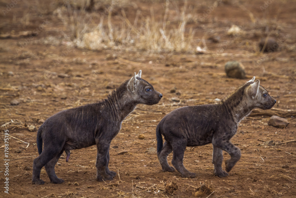 Spotted hyaena in Kruger National park, South Africa Spotted hyaena in Kruger National park, South Africa