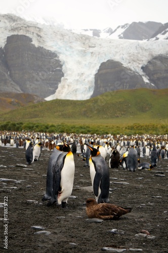 S. Georgia Island King Penguins and Glacier