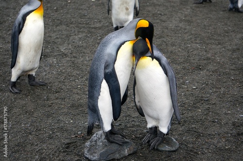 Married King Penguins