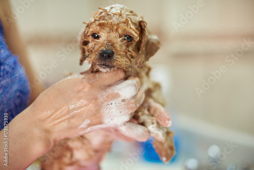 Fototapeta Naklejka Na Ścianę i Meble -  Wet in shampoo brown puppy