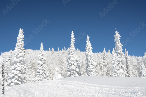 snowy trees