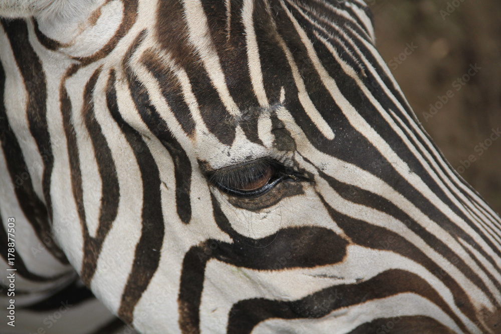 eye of zebra