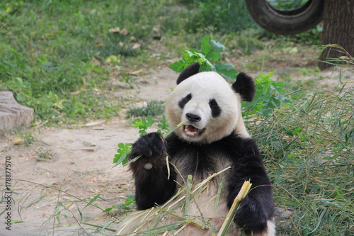 Fototapeta Naklejka Na Ścianę i Meble -  Panda eating bamboo branch