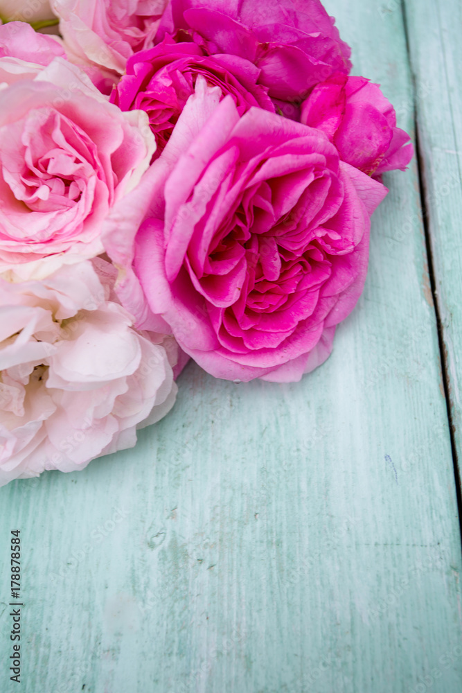 Naklejka beautiful garden roses on turquoise wooden surface