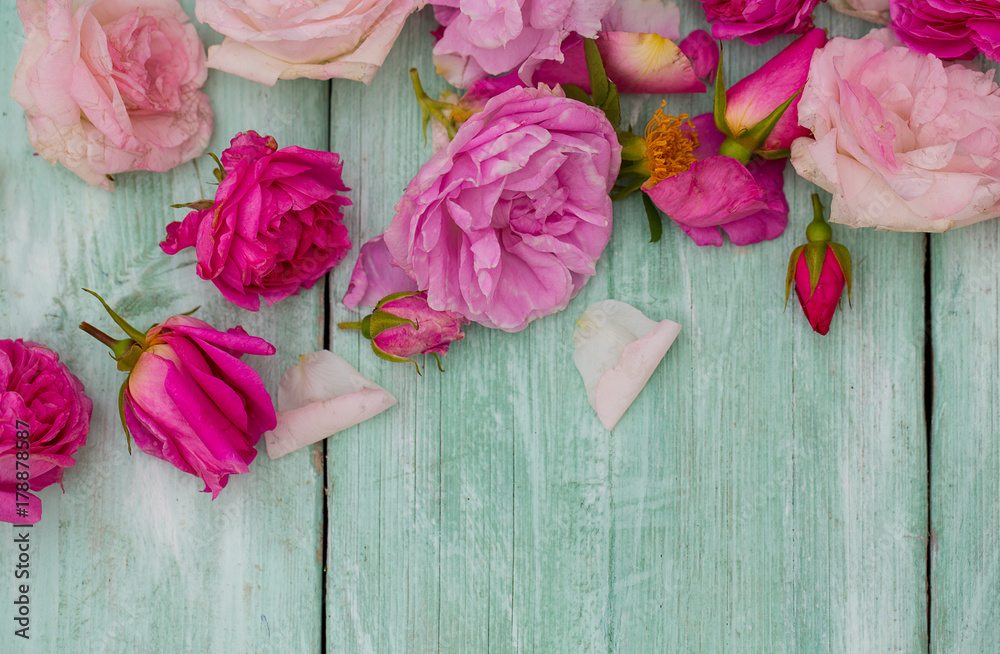 beautiful garden roses on turquoise wooden surface