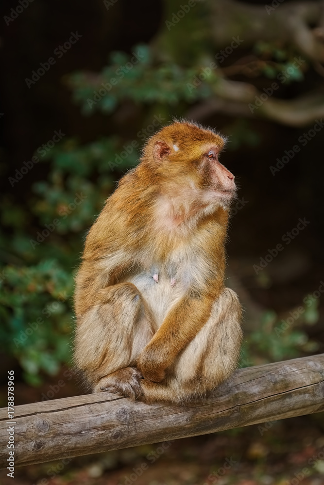 Barbary Macaque (Macaca Sylvanus)