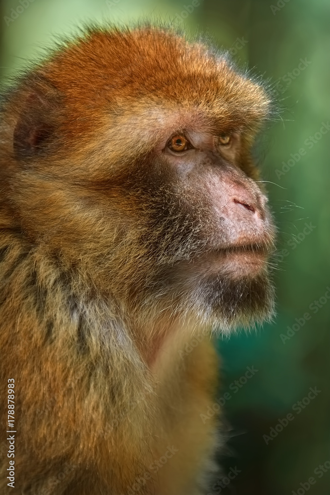 Barbary Macaque (Macaca Sylvanus) Barbary Macaque (Macaca Sylvanus)