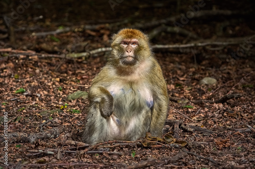 Barbary Macaque  Macaca Sylvanus 