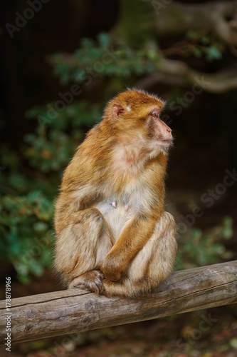 Barbary Macaque (Macaca Sylvanus) © Sergej Razvodovskij