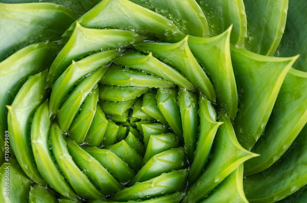 Spiral aloe vera with water drops, closeup Spiral aloe vera with water drops, closeup