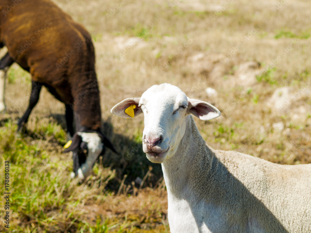 Sheeps grazing on a field on summertime