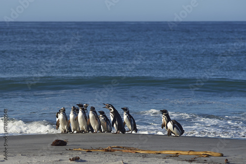 Magellanic Penguins (Spheniscus magellanicus) on the coast of Sea Lion Island in the Falkland Islands.