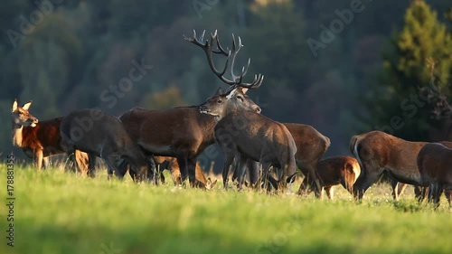red deer, cervus elaphus, rutting