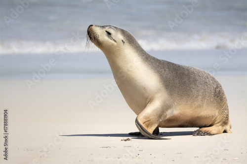 Sea Lion