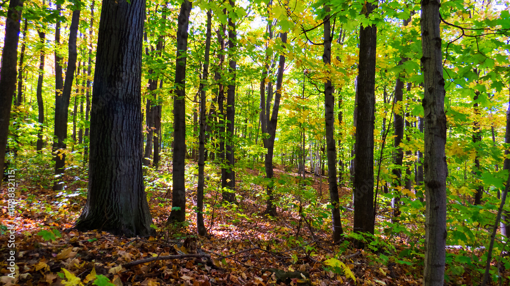 Fototapeta premium A lot of green and yellow leaves from the middle of the forest during a bright and beautiful day of early Autumn. Province of Quebec, Canada.