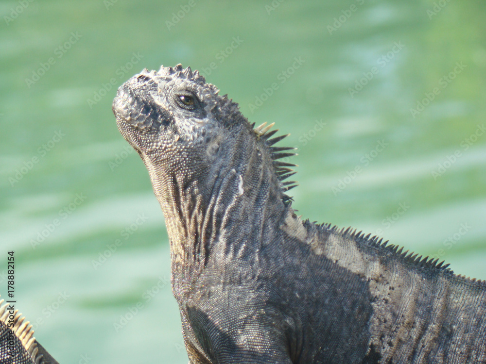 Fototapeta premium Iguana terrestre en Galápagos