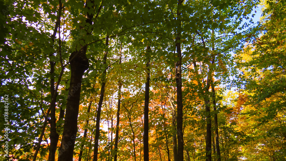 Obraz premium A lot of green and yellow leaves from the middle of the forest during a bright and beautiful day of early Autumn. Province of Quebec, Canada.