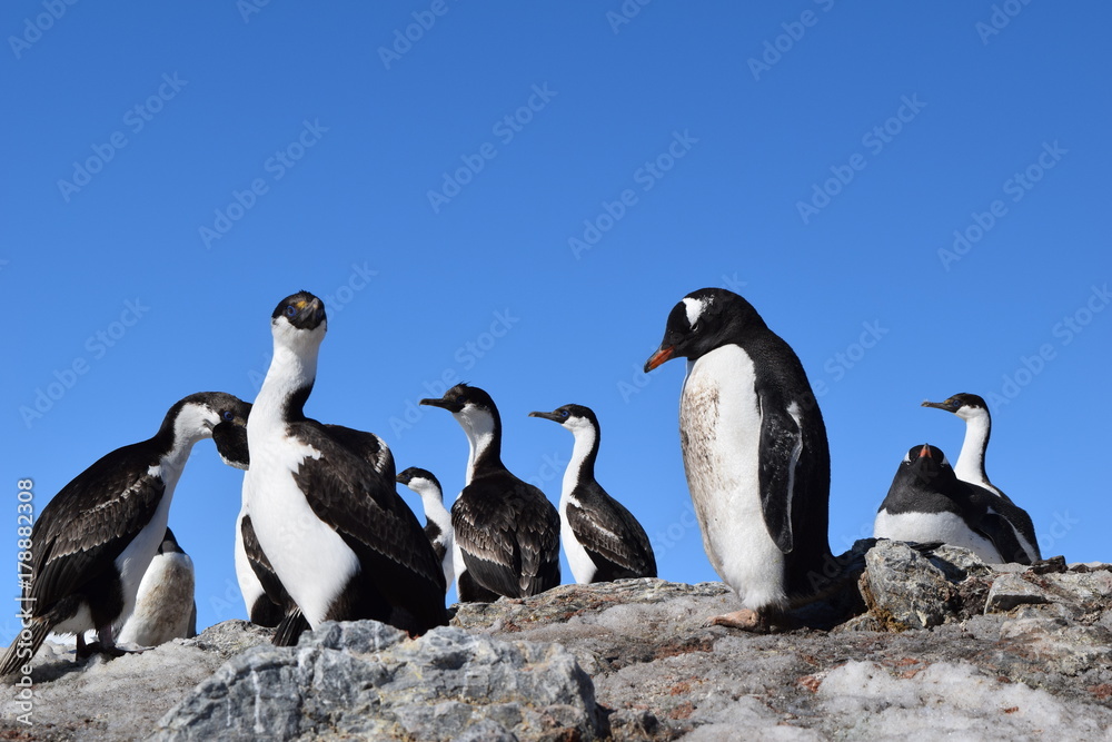 Obraz premium antartica