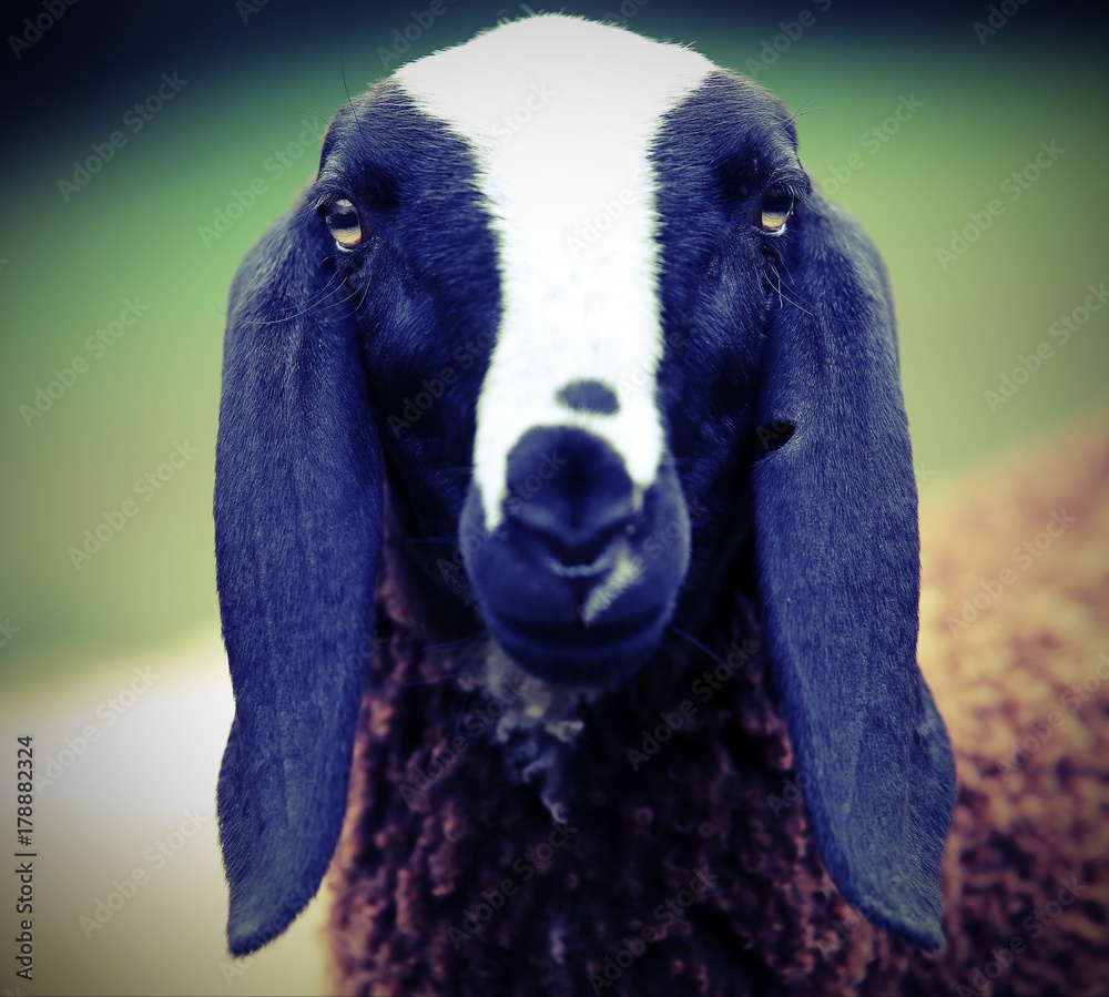 Fototapeta premium big black head of a sheep with long ears