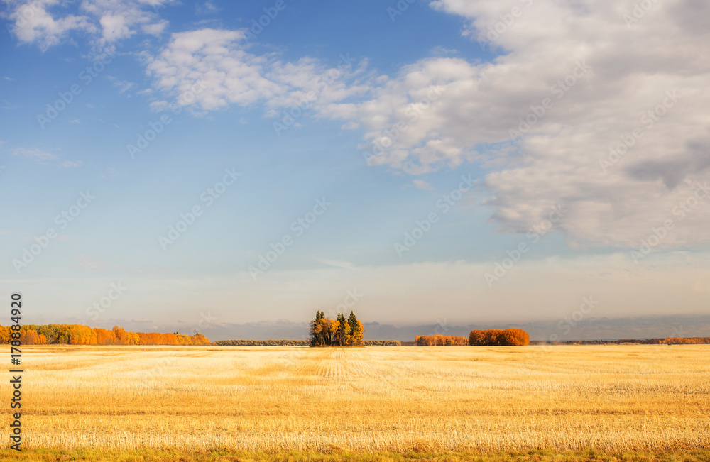 A golden harvested field surrounded by clumps of trees in a colorful autumn countryside landscape