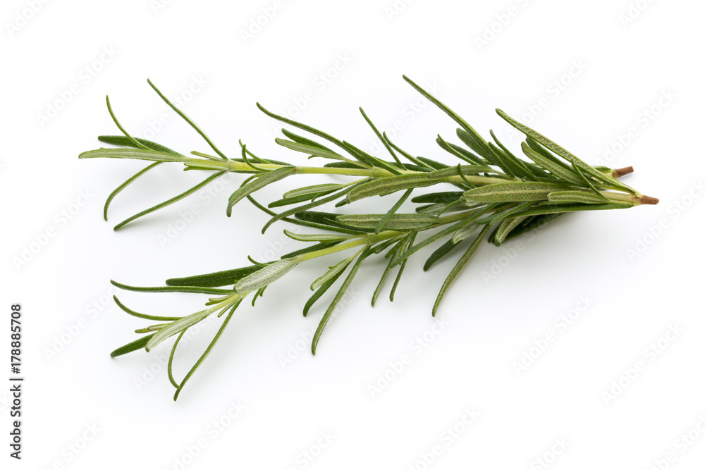 Rosemary isolated on white background, Top view.