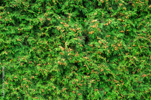 texture green bush on the whole frame © Алексей Еремеев