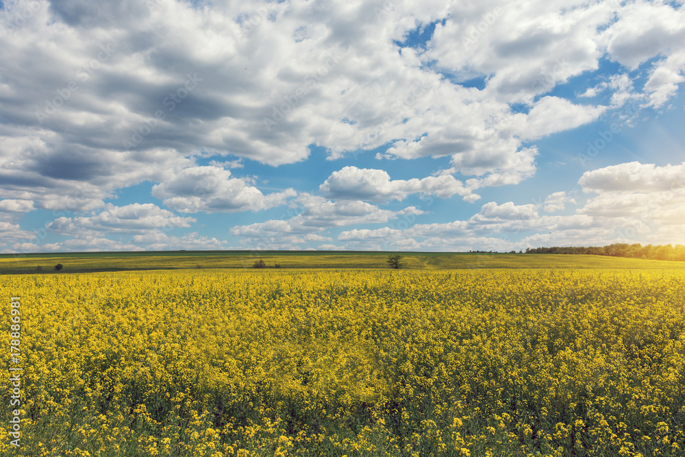 Obraz premium Yellow oil rape seeds in bloom. Field of rapeseed - plant for green energy