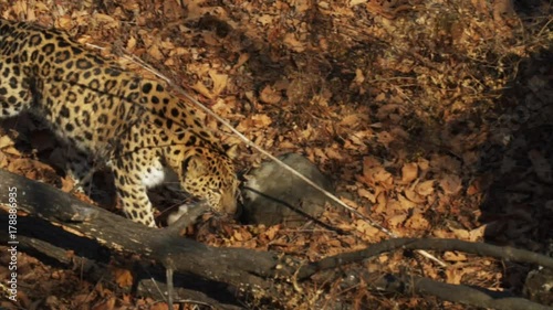 Beautiful rare amur leopard is walking in a forest