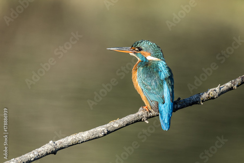 Common kingfisher © fsanchex