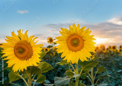 Fototapeta Naklejka Na Ścianę i Meble -  Beautiful sunflowers in the field natural background, Sunflower blooming