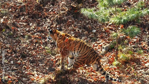 Strong beautiful female amur or ussuri tiger is hunting in autumn forest photo