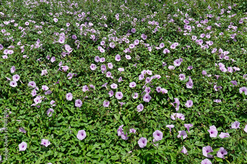 Fleurs en entonnoir et feuilles en forme de coeur  l Ipomea purpurea ou Volubilis en Guyane fran  aise