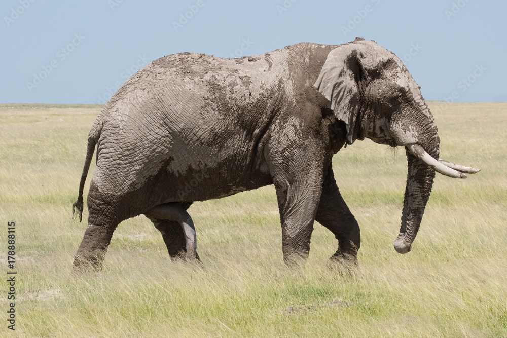 Fototapeta premium African Elephants