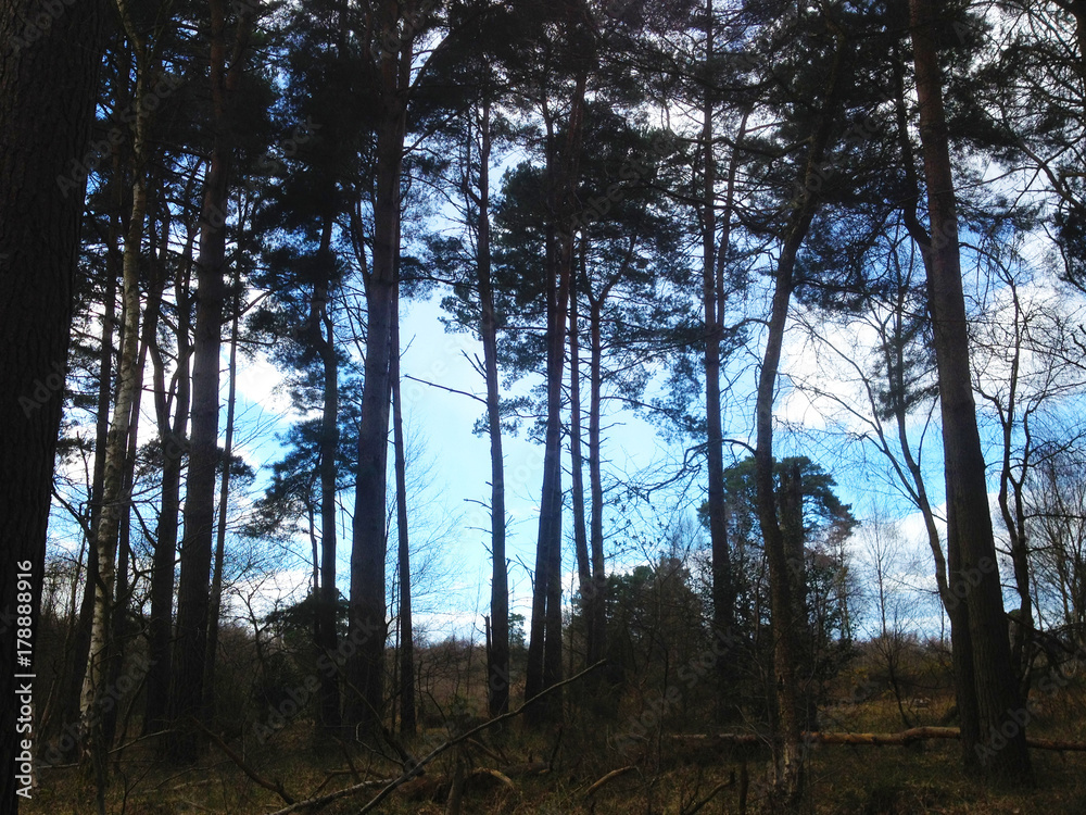 Naklejka premium Blue sky through tall trees