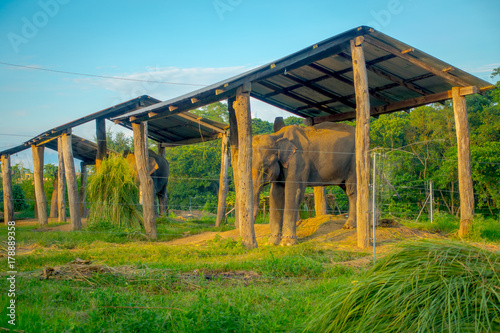 Chained elephant under a structure at outdoors, with a fence in Chitwan National Park, Nepal, cruelty concept
