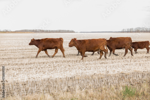 herd of red angus cattle photo