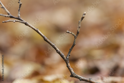 kahler Ast mit Knospen im Herbst