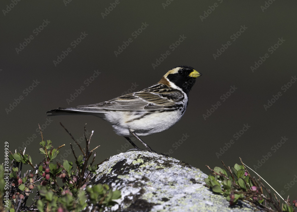 Fototapeta premium Laplong Longspur