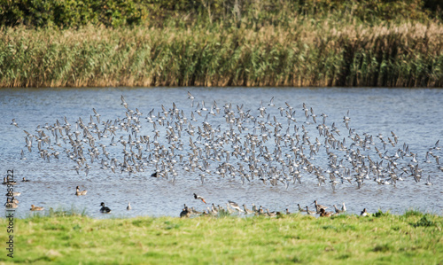 Dunlin, Calidris alpine 