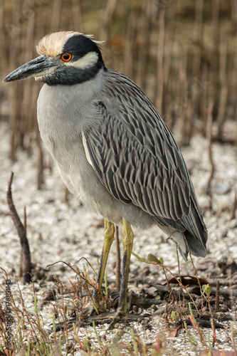 Yellow-crowned Night-Heron Standing photo