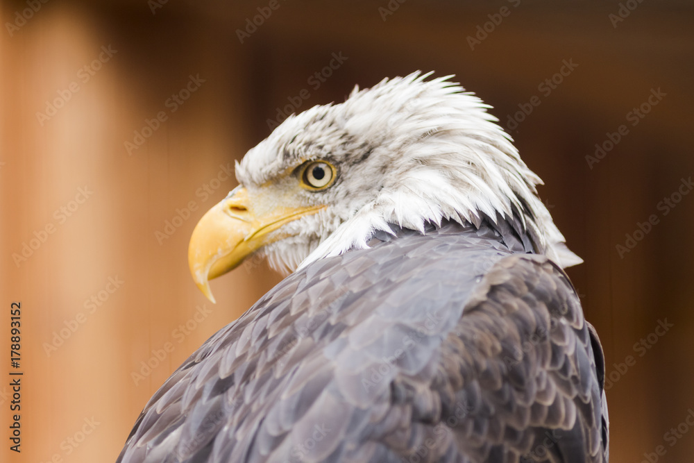 Obraz premium Portrait of a bald eagle (lat. haliaeetus leucocephalus)