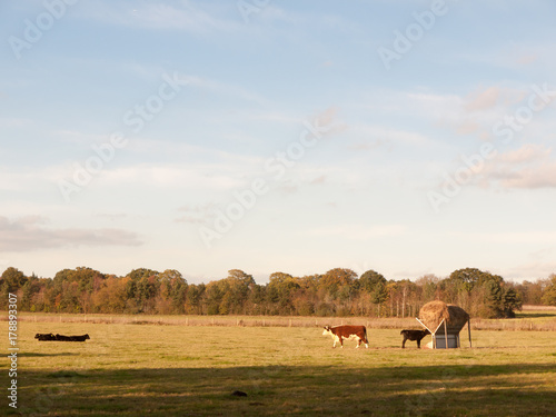 beautiful brown and black cows on green land pasture eating