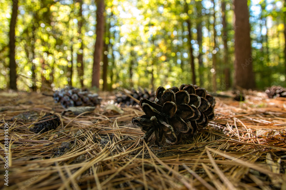 Pine Cones on Trail in Woods Pine Cones on Trail in Woods