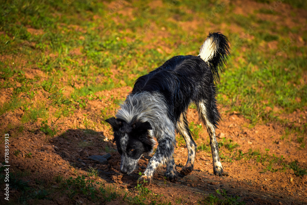Fototapeta premium border collie sniffing
