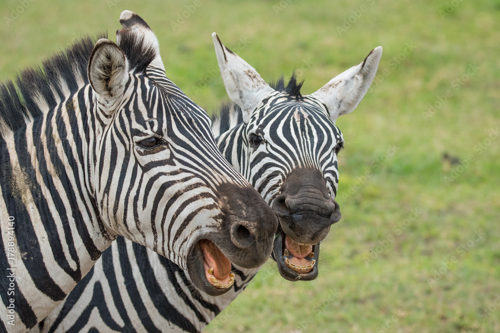 Naklejka premium Zebras neighing