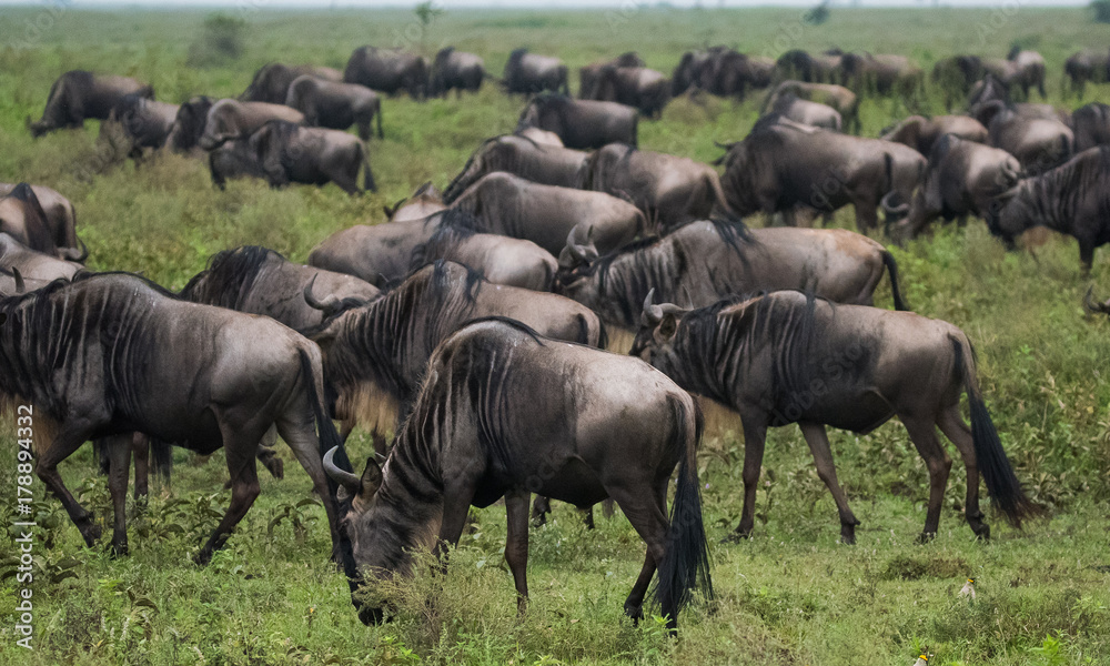 Wildebeests feeding Wildebeests feeding