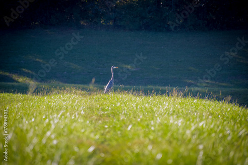 Crane Standing in field 