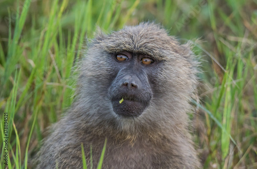 Baboon profile