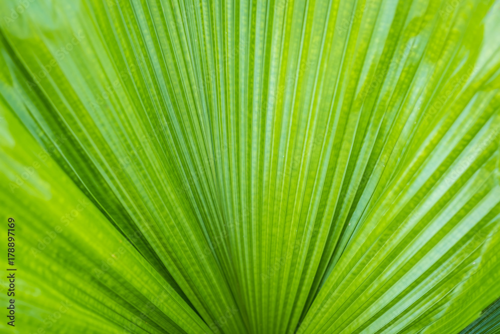 palm leaf and texture palm leaf and texture